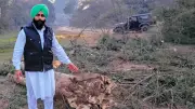 Amritsar Canal Tree Felling Probe: 80 Trees Axed Illegally, Second Incident in a Month
