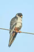 Amur Falcon's Goa Stopover Highlights Vital Role of Sirlim Grasslands