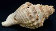 Ancient Shell Horns Rediscovered in Spain Reveal Neolithic Communication Network
