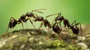 Ants' Radiation Resistance: Nature's Tiny Survivors Outlast Humans