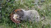 Arctic Ground Squirrel's Extreme Hibernation: Brain Survival Secrets