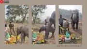 Assam Man's Heartwarming Birthday Party for Baby Elephant Priyanshi Goes Viral