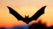 Bats Navigate Forests Using Acoustic Flow, Not Individual Echoes