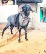 Belludi Kaali: Karnataka Village Builds Rs 9 Lakh Memorial for Legendary Ram