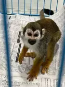 Bengaluru Airport Customs Seizes 35 Exotic Animals from Bangkok, Three Arrested