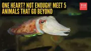 Beyond One Heart: 5 Animals That Defy Nature's Rules