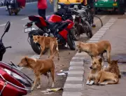 Bhubaneswar Launches Mass Vaccination Drive for 43,000 Stray Dogs