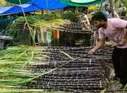 Bihar Hikes Sugarcane Prices by Rs 15 per Quintal for 2025-26 Season