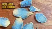 Blue Turmeric: India's Rare Superfood with Anti-Aging & Health Benefits
