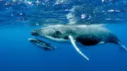 Blue Whale's Tongue Weighs as Much as an Elephant: Nature's Marvel