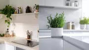 Boost Kitchen Vastu with These 4 Plants for Wealth and Positivity