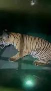 BRT Tiger Reserve Rescues Tigress Cub, Operation Continues for Three Others