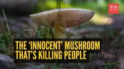 California's Deadly Mushroom Warning: 3 Deaths, 35 Poisonings This Season
