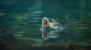 Can Fish Drown? The Surprising Truth About How Fish Breathe and Suffocate