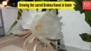 Can You Grow Sacred Brahma Kamal at Home? Expert Tips Revealed