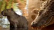 Capybaras and Crocodiles: The Surprising Peaceful Coexistence in Wetlands