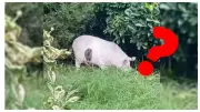 Cat or Pig? Viral Optical Illusion Stumps Reddit, Sparks Debate