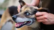Cataracts vs Nuclear Sclerosis in Dogs: Key Differences, Treatment & Cost