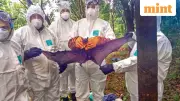 Centre Deploys National Team to West Bengal After Suspected Nipah Cases at AIIMS Kalyani