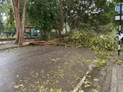 Chandigarh Ravaged by Storm: Dozens of Trees Uprooted, Power Cuts Plague City