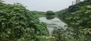 Chennai's Thangal Lake: From Water Source to Waste Dump Amid Civic Neglect