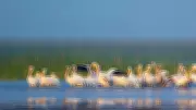 Chhari-Dhand Bird Sanctuary in Kutch Named Gujarat's 5th Ramsar Site