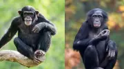 Chimpanzees vs Bonobos: 5 Key Differences in Our Closest Primate Relatives