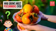 China Dominates Global Persimmon Production: The Sweet Story Behind the World's Favorite Fruit