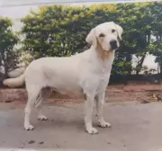 Coimbatore Police Mourns Death of Retired Explosive Sniffer Dog Alka at 14