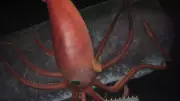 Colossal Squid's Soccer Ball-Sized Eyes: Nature's Deep-Sea Marvel