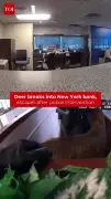 Deer Triggers Bank Alarm in New York, Safely Escorted Out by Police