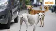Delhi Education Dept Files Police Complaint Over Fake 'Teachers Count Stray Dogs' Order