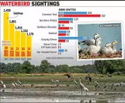 Dhanauri Wetland Crisis: Bird Numbers Halved in 5 Years, Airport Threat Looms