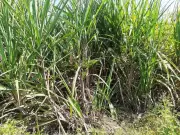 Dharmapuri Sugarcane Crisis: 1,800 Acres at Risk as Mill Delay Causes Crop Bloom