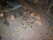 Dwarka Police SOG Rescues 12 Star Tortoises in Bhanvad Raid, Detain Businessman