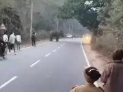 Elephant Herd Attack in Chatra Kills Mason, Injures Two Others