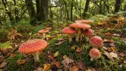 Encyclopedia Britannica Warns: The Mushroom Emoji Represents a Poisonous Hallucinogenic Fungus