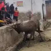 Etawah Villagers Rescue Sambar Deer After Forest Team Delay
