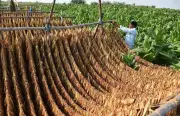 FCV Tobacco Farmers Warn PM Modi of Crisis Over 50-60% Excise Duty Hike
