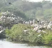 Flamingo Festival 2024 Takes Flight in Tirupati, Boosting Ecotourism
