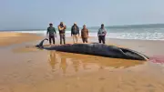 Forest Department to Preserve 25-ft Bryde's Whale Skeleton in Bhitarkanika