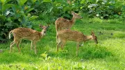 Four Spotted Deer Die at Karnataka's Indira Priyadarshini Mini Zoo