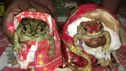 Frog Weddings in India: Ancient Rituals to Invoke Rain Amid Climate Change