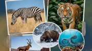 From Antelopes to Tigers: Animal Species That Defy Domestication