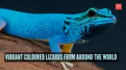 From Green Iguanas to Rainbow Whiptails: 7 Most Colorful Lizards Worldwide