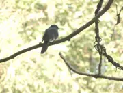 Goa's Toyyar Lake Bird Survey Reveals Rich Biodiversity Amid Habitat Concerns