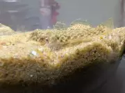 Goby Fish Discovered for First Time in India Near Gopalpur, Odisha