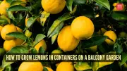 Grow Fresh Lemons on Your Balcony: A Complete Container Gardening Guide