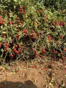 Gujarat's Biofortified Cherry Tomatoes: Homegrown Varieties Cut Costs, Boost Nutrition