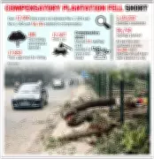 Gurgaon Tree Felling Crisis: 12,587 Trees Cut in One Year, Compensatory Plantation Falls Short